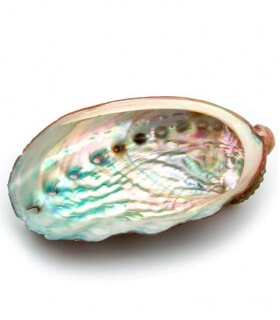 Coquille d'ormeau moyenne - Abalone naturelle