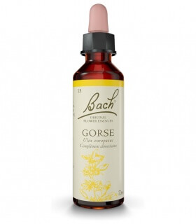 Fleurs de Bach N°13 - Gorse