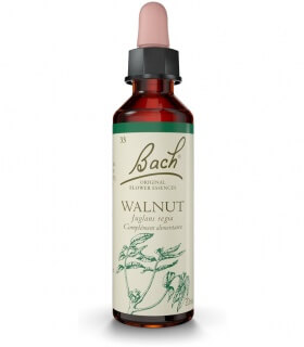 Fleurs de Bach N°33 - Walnut