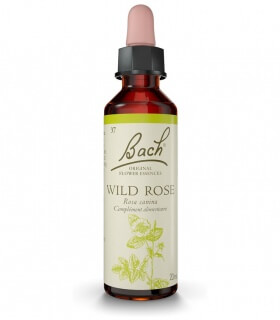 Fleurs de Bach N°37 - Wild Rose